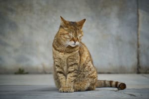 Cuáles son las señales que dan los gatos en sus últimos días de vida, según veterinarios