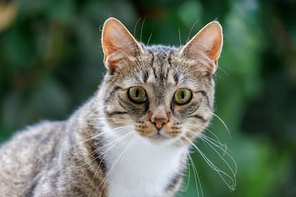 Los gatos pueden llegar a vivir hasta 20 años, con los cuidados correspondientes