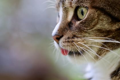 Los gatos pueden maullar para pedir comida, atención o incluso manifestar aburrimiento
