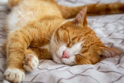 Los gatos pueden recibir adiestramiento