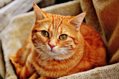 Los gatos pueden ser portadores del virus y transmitirlo a otros gatos