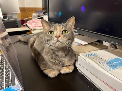 Los gatos Qnote nacieron y crecieron en la empresa, por lo que están acostumbrados al contacto con muchas personas