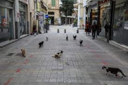 Los gatos que se encuentran abandonados y solos son rescatados por diferentes asociaciones que luego los cuidan y los dan en adopción