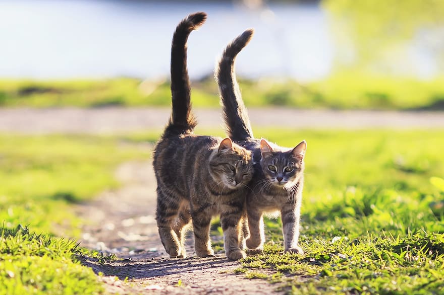 7 mitos y realidades sobre los gatos