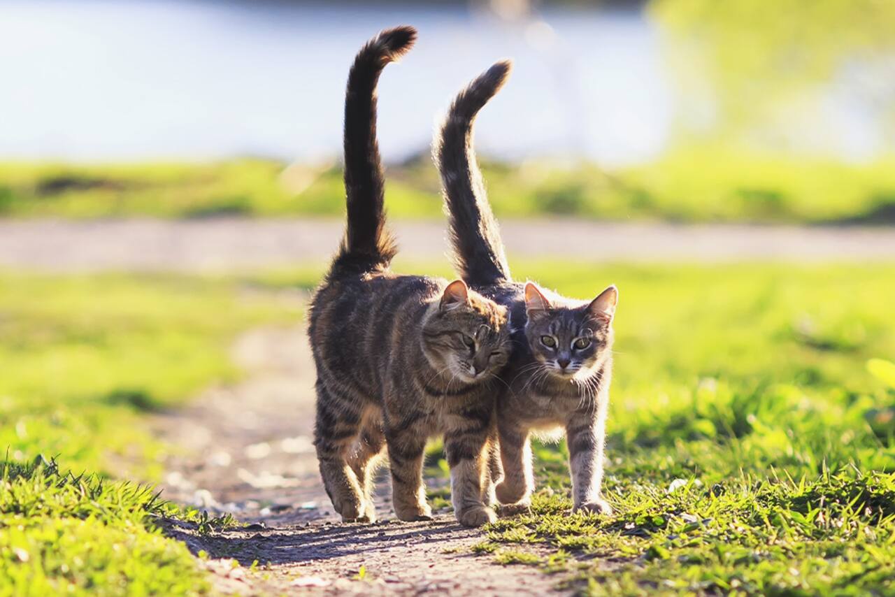 La verdad detrás de la creencia de que los gatos tienen 7 vidas - LA NACION