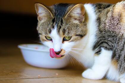 Los gatos requieren una alimentación saludable (Foto Unsplash)
