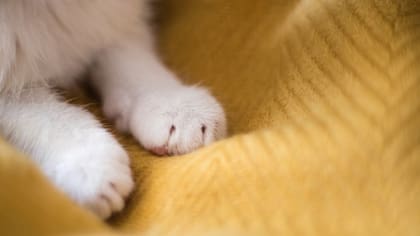 Los gatos se comunican con sus patas a través de feromonas.