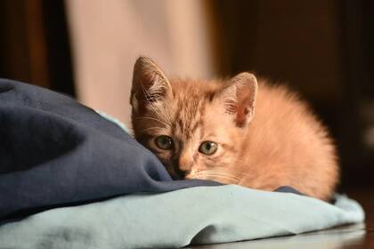 Los gatos se destacan por su hermoso aspecto (Foto Pexels)