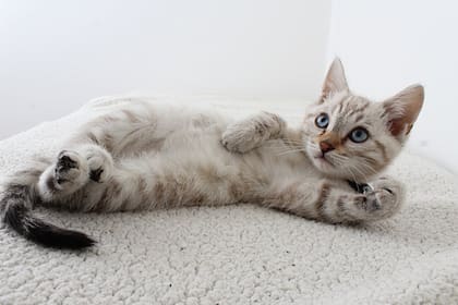 Los gatos se muestran más activos durante la noche (Foto Pexels)