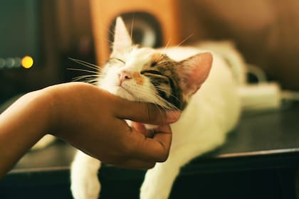 Los gatos se muestran receptivos a las muestras de cariño
