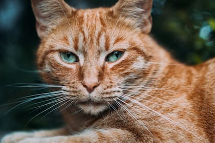 Los gatos se mueven tomando la medición de distancias con sus bigotes (Foto Pexels)
