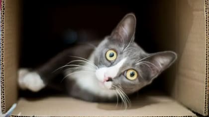 Los gatos se sienten seguros en las cajas de cartón