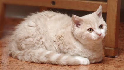Los gatos Selkirk Rex se originaron en 1987 en los Estados Unidos y ahora son tendencia por su aspecto esponjoso