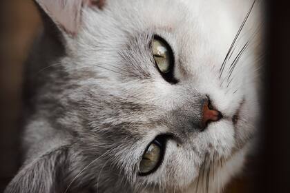 Los gatos solo pueden transpirar a través de las almohadillas de sus patas
