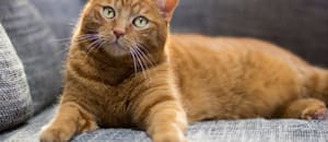 ¿Qué quiere decir soñar con gatos?