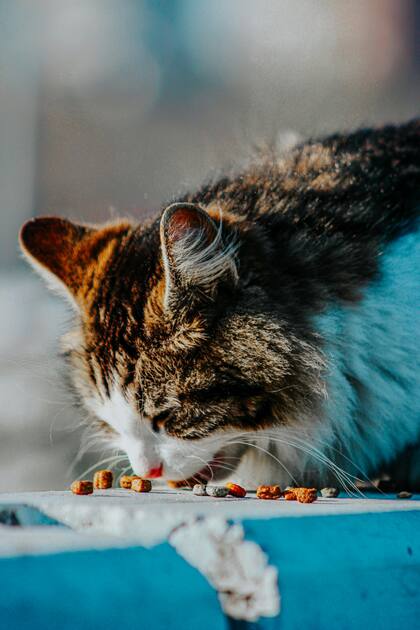 Los gatos son animales casi exclusivamente carnívoros