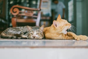 Los gatos son animales propensos a sufrir estrés (Imagen ilustrativa)