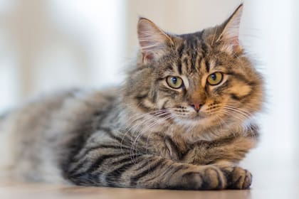Los gatos son animales sociables que aprenden del comportamiento de sus amos (Foto: Pexels)