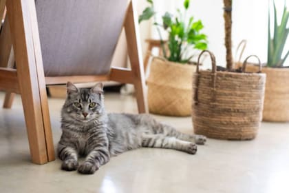 Los gatos son animales territoriales que necesitan sentirse a gusto para poder comunicarse con su dueño