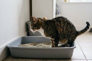 Qué significa que un gato haga pis afuera de sus piedritas