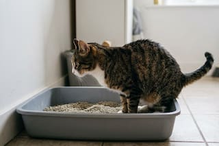 Qué significa que un gato haga pis afuera de sus piedritas