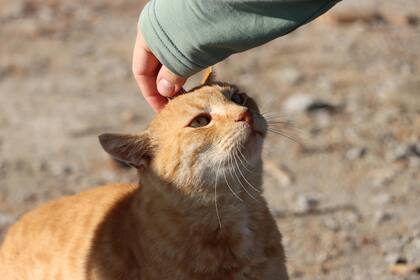 Los gatos son dos veces más propensos a contagiarse de pulgas que los perros
