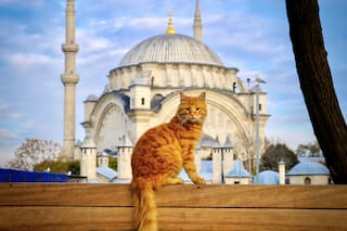 ¿Por qué el gato ocupa un lugar clave en la capital del imperio romano, bizantino y otomano?