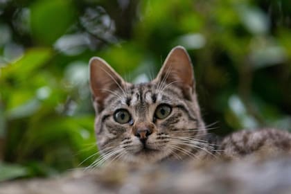 Los gatos son los animales favoritos de los asiáticos