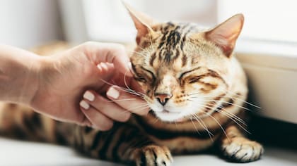 Los gatos son sensibles ante determinados olores 