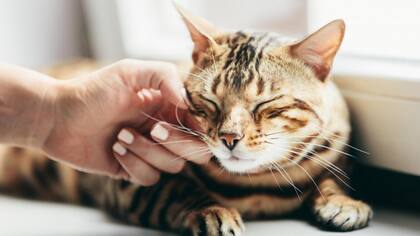 Los gatos son sensibles ante determinados olores