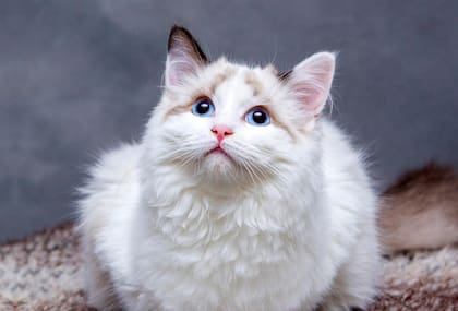 Los gatos son uno de los animales domésticos más populares en todo el mundo debido a su compañía (Foto de carácter ilustrativo: Pixabay)