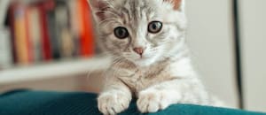 Lo que dice la psicología de las personas que aman a los gatos