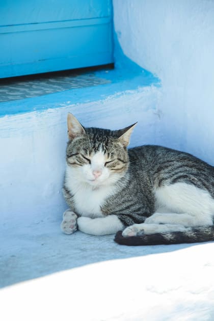 Los gatos suelen dormir entre 15 a 20 horas diarias y conservan su energía para cazar