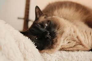 Los gatos suelen dormir más durante el día, lo que puede ser un problema para la convivencia (imagen ilustrativa)