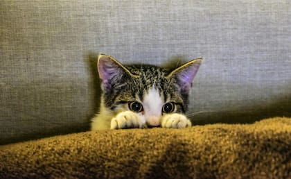 Los gatos suelen estresarse al ser mojados o tener contacto abrupto con el agua (imagen ilustrativa)