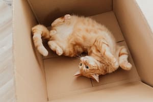 Los gatos suelen preferir las cajas de cartón como lugar de descanso