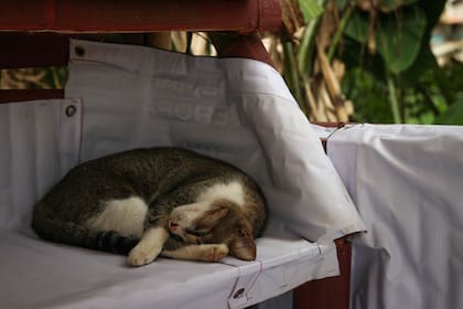 Los gatos suelen quedarse dormidos en los lugares más impensados del hogar