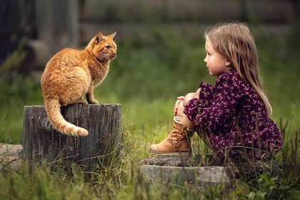 Los gatos suelen reconocen a sus dueños como pares