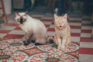 Los gatos suelen ser los primeros integrantes de la familia en detectar malas intenciones (imagen ilustrativa)