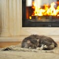 Dónde deben dormir los gatos cuando hace frío, según los veterinarios