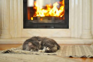 Dónde deben dormir los gatos cuando hace frío, según los veterinarios