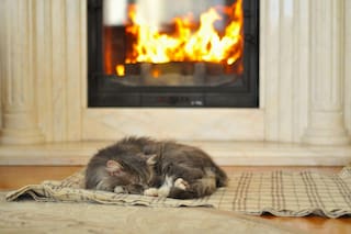 Dónde deben dormir los gatos cuando hace frío, según los veterinarios