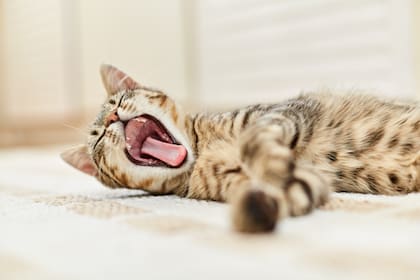 Los gatos suelen tener un sueño liviano para estar en guardia 