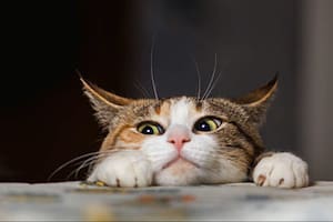 Los gatos también pueden sentir tristeza, miedo o ansiedad, aunque no siempre lo demuestren