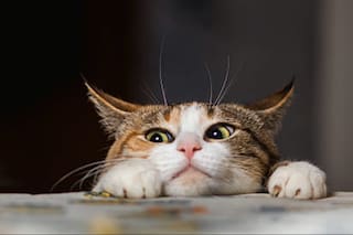 Estas son las señales que indicarían que un gato no es feliz con su dueño o en su casa