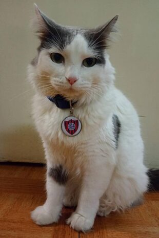 Los gatos también pueden ser socios de los clubes de sus tutores con SportyFanClub, como este gato de San Lorenzo