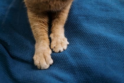 Los gatos también utilizan sus patas para comunicar estados de ánimo, como el "amasado" para mostrar confort o la patada trasera para defenderse