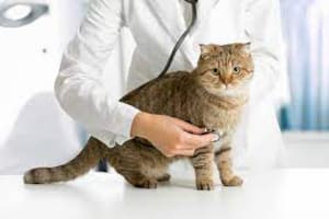 Cuáles son las enfermedades más comunes en los gatos