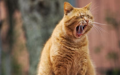 Los gatos tienen que experimentar la socialización con humanos dentro de un periodo clave de sus vidas para desarrollar un comportamiento social saludable hacia las personas