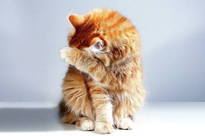 Los gatos tienen un desarrollado olfato, por lo que no soportan los olores fuertes